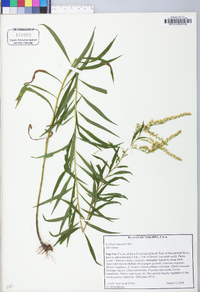 Solidago rupestris image