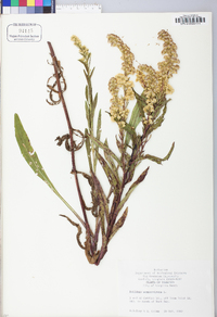 Solidago sempervirens image