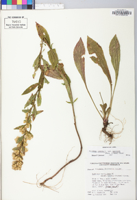 Solidago simplex image