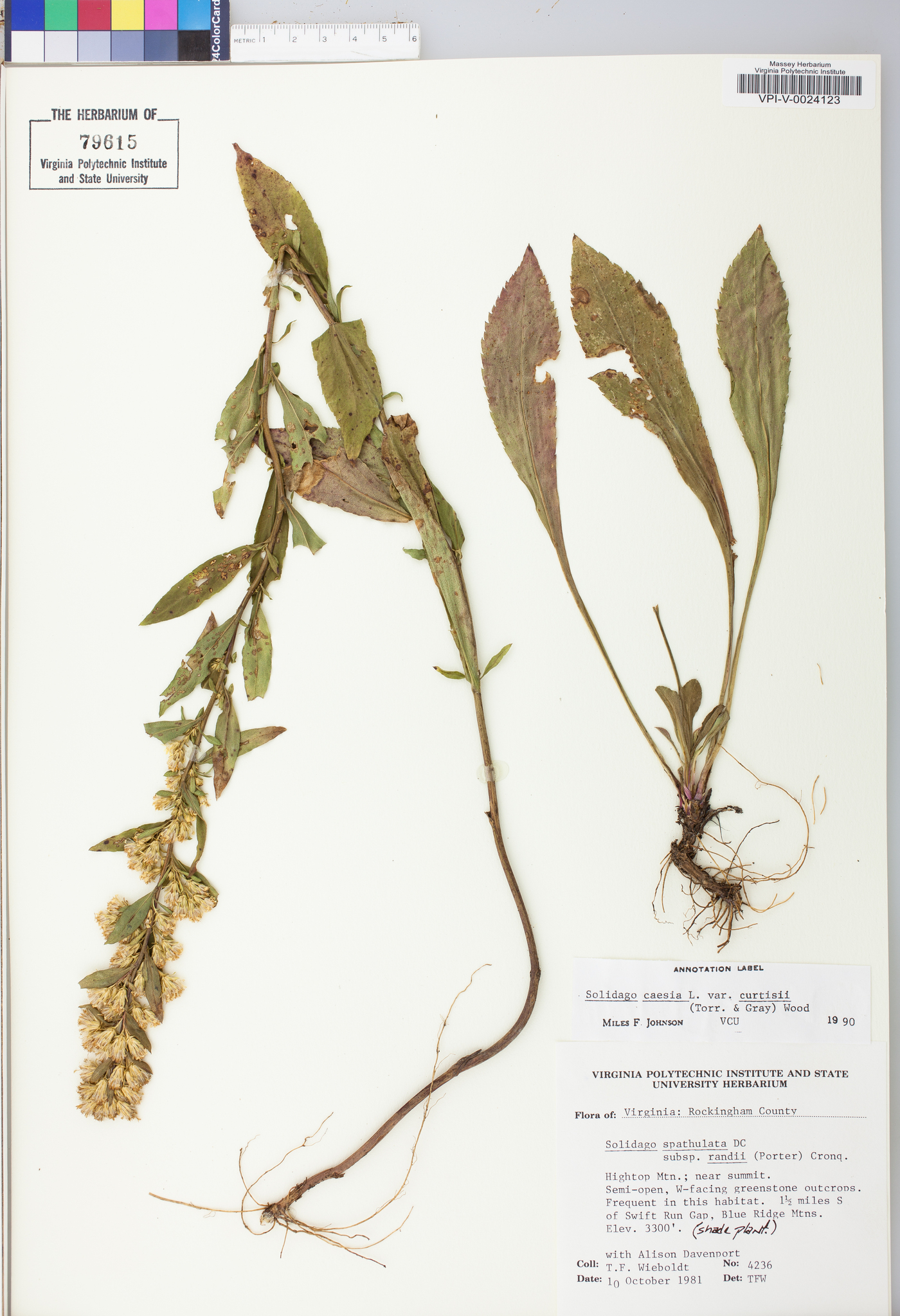 Solidago simplex var. randii image