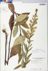 Solidago speciosa image