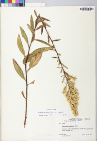 Solidago speciosa image