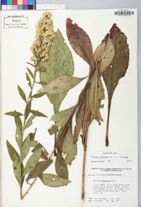 Solidago speciosa image