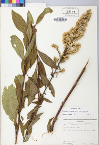 Solidago speciosa image