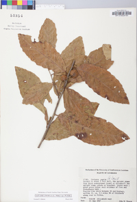 Castanea pumila var. pumila image