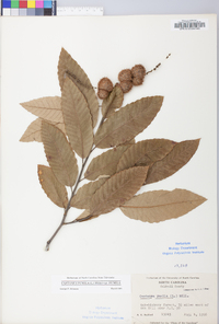 Castanea pumila var. pumila image