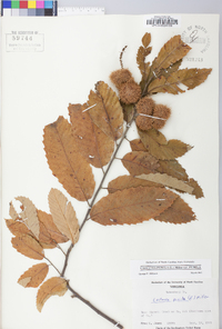 Castanea pumila var. pumila image