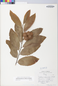 Castanea pumila var. pumila image