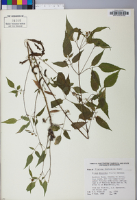 Bidens discoidea image