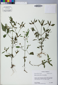 Bidens discoidea image