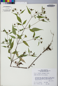 Bidens discoidea image