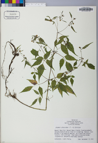 Bidens discoidea image