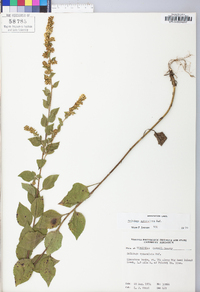 Solidago sphacelata image