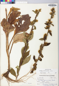 Solidago squarrosa image