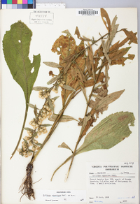 Solidago squarrosa image