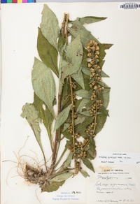 Solidago squarrosa image