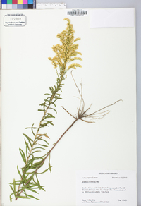 Solidago tortifolia image