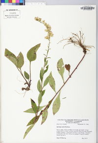 Solidago tortifolia image