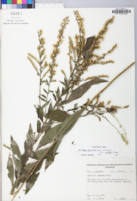 Solidago ulmifolia var. palmeri image