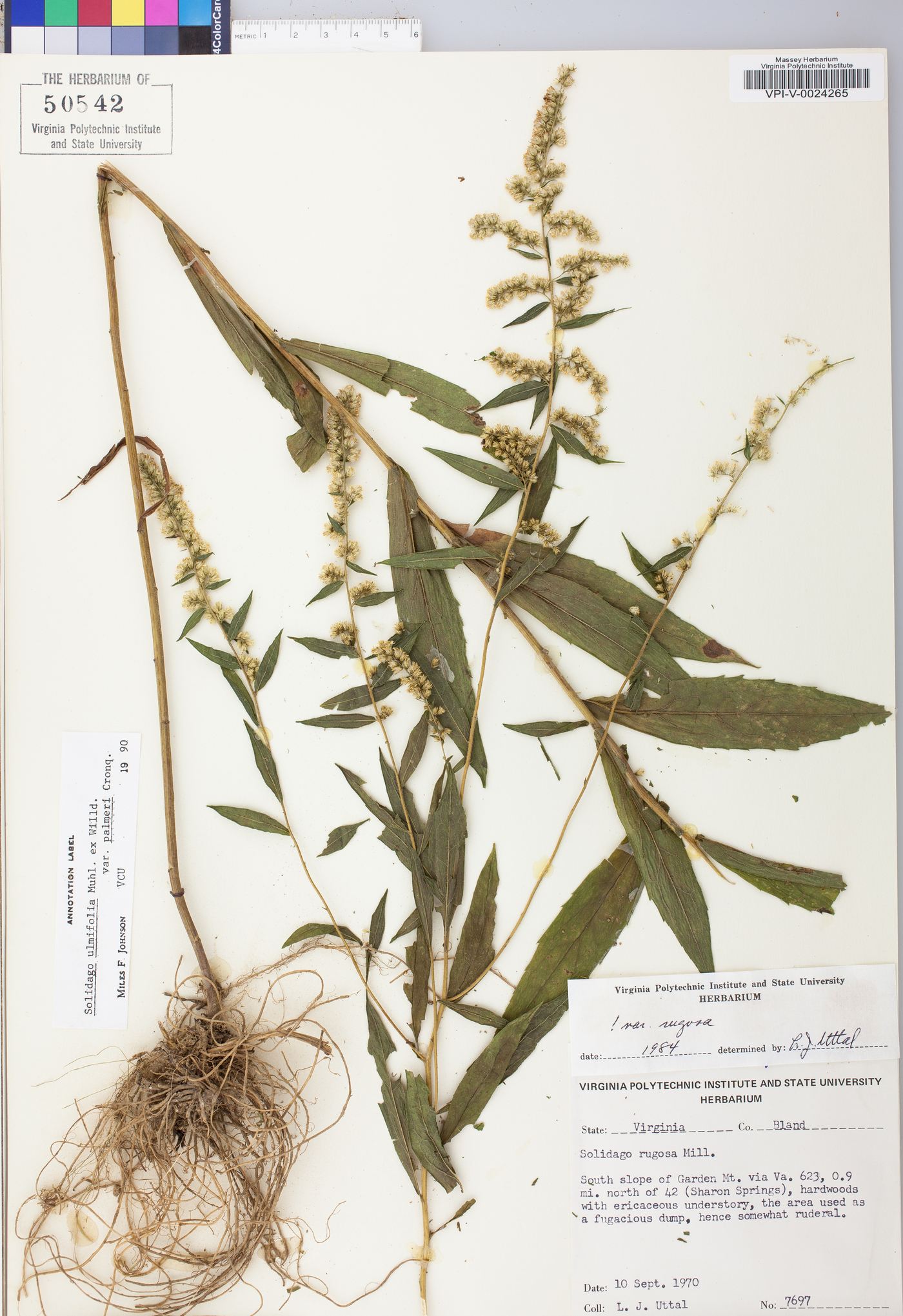 Solidago ulmifolia var. palmeri image