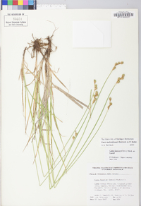 Carex molestiformis image