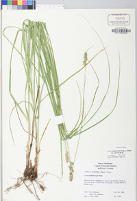 Carex muehlenbergii var. enervis image