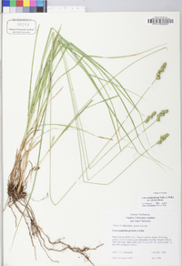 Carex muehlenbergii var. enervis image