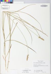 Carex muehlenbergii var. enervis image