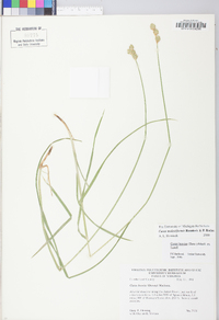 Carex molestiformis image