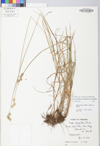 Carex molestiformis image