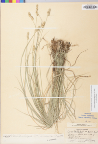 Carex muehlenbergii var. enervis image