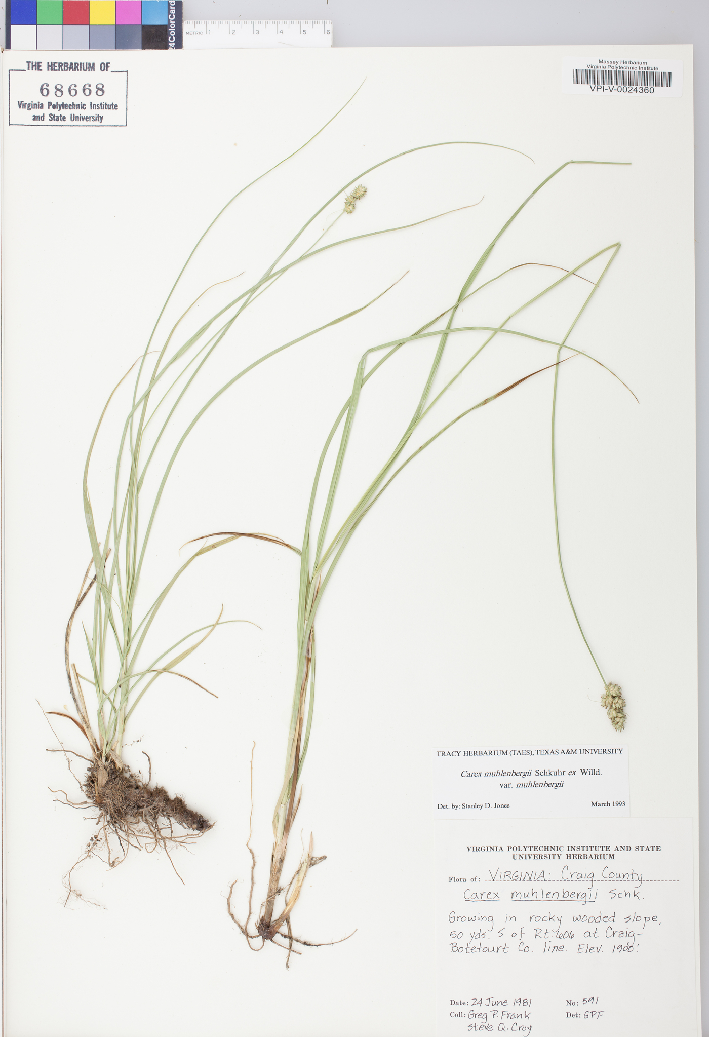 Carex muehlenbergii var. muehlenbergii image