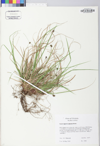 Carex nigromarginata image