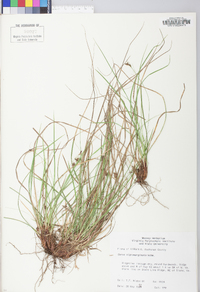 Carex nigromarginata image