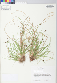 Carex nigromarginata image