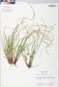 Carex nigromarginata image