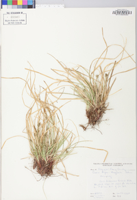 Carex nigromarginata image