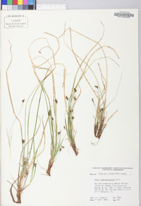 Carex nigromarginata image