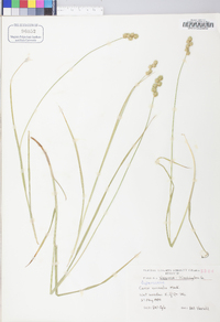 Carex normalis image