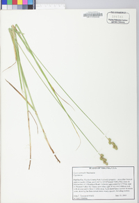 Carex normalis image