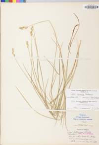 Carex normalis image