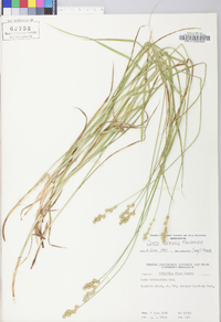 Carex normalis image