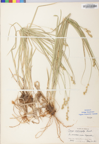 Carex normalis image