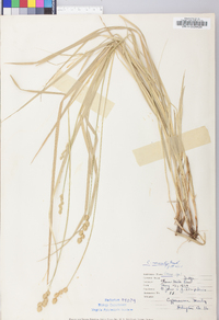 Carex normalis image