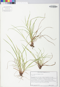 Carex oligocarpa image