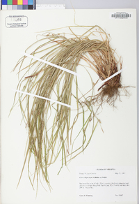 Carex oligocarpa image