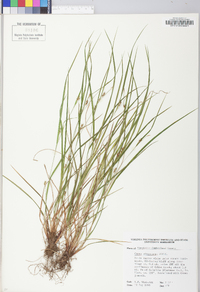 Carex oligocarpa image