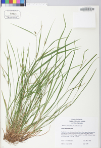 Carex oligocarpa image