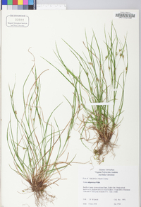 Carex oligocarpa image