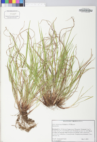 Carex oligocarpa image